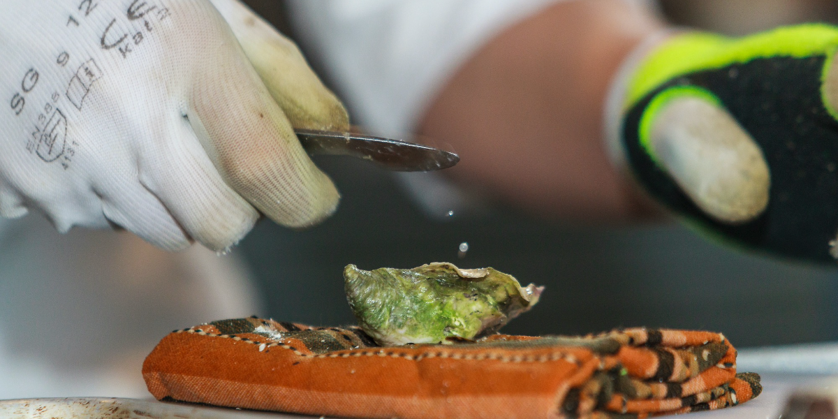 BONJOUR POMMERY - MEET THE SHUCKERS BONJOUR POMMERY - MEET THE SHUCKERS