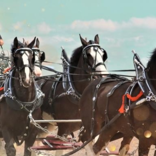 Essa National Draft Horse Show