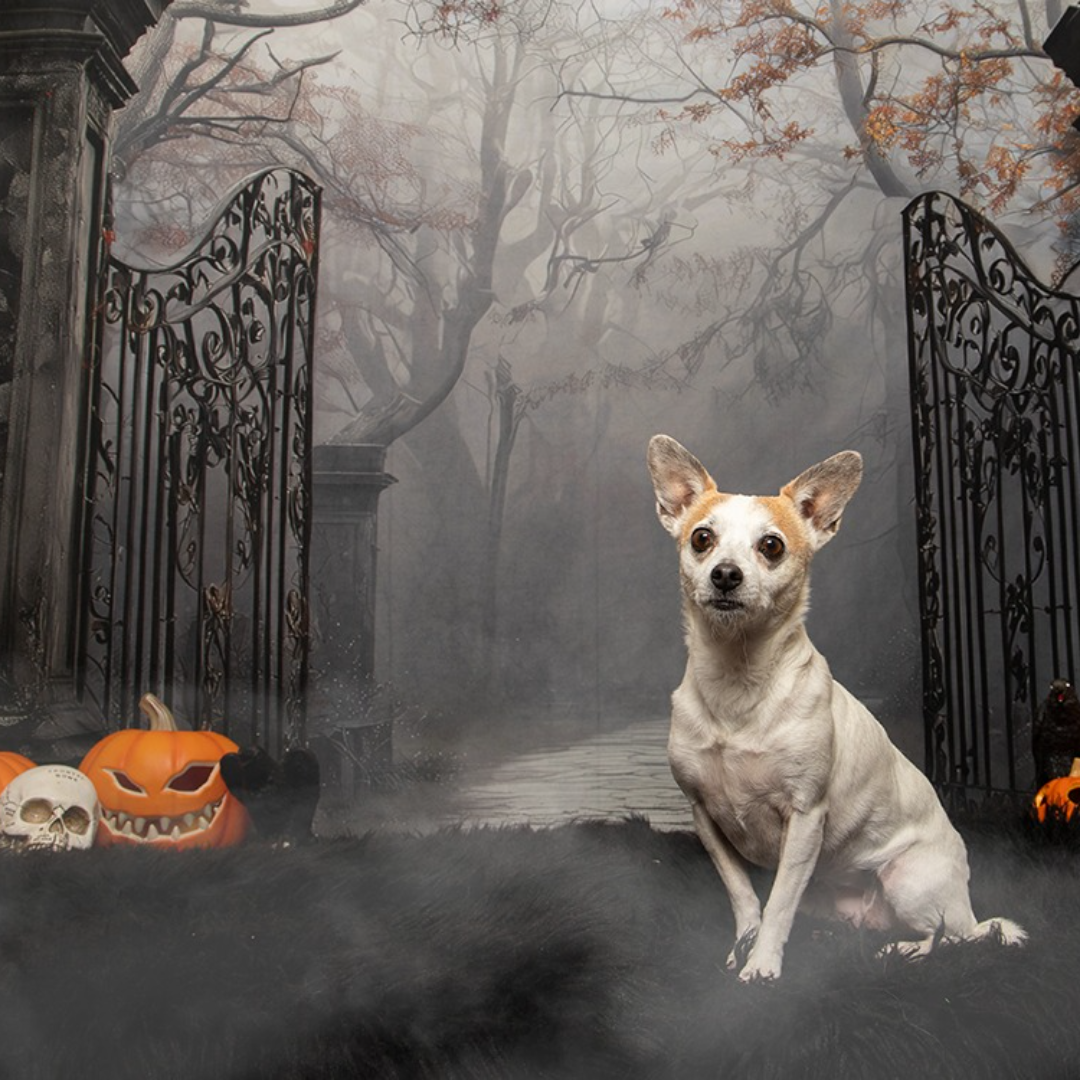 Central Bark Halloween Portraits October 10