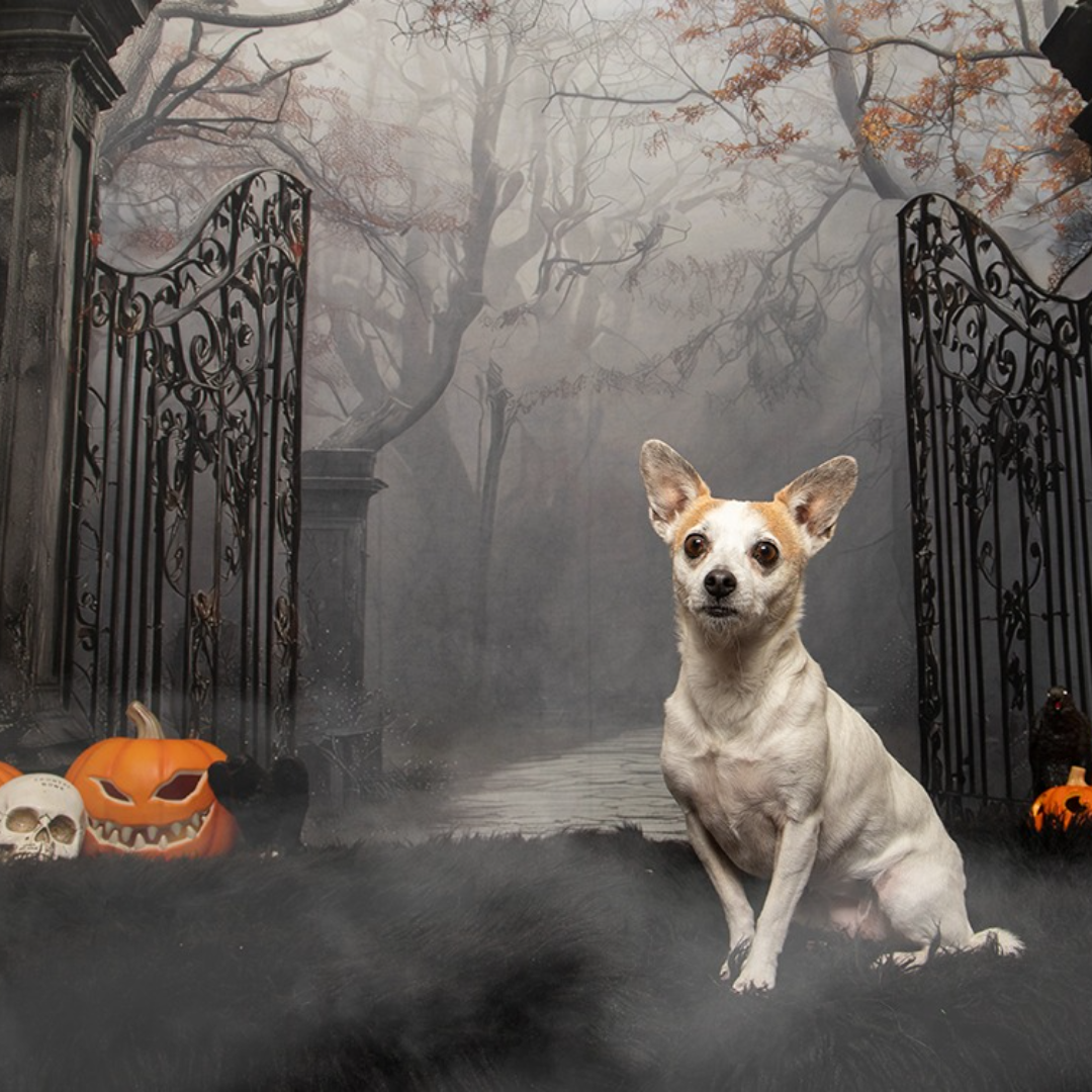 Pet Valu Shawnessy Halloween Portraits October 17