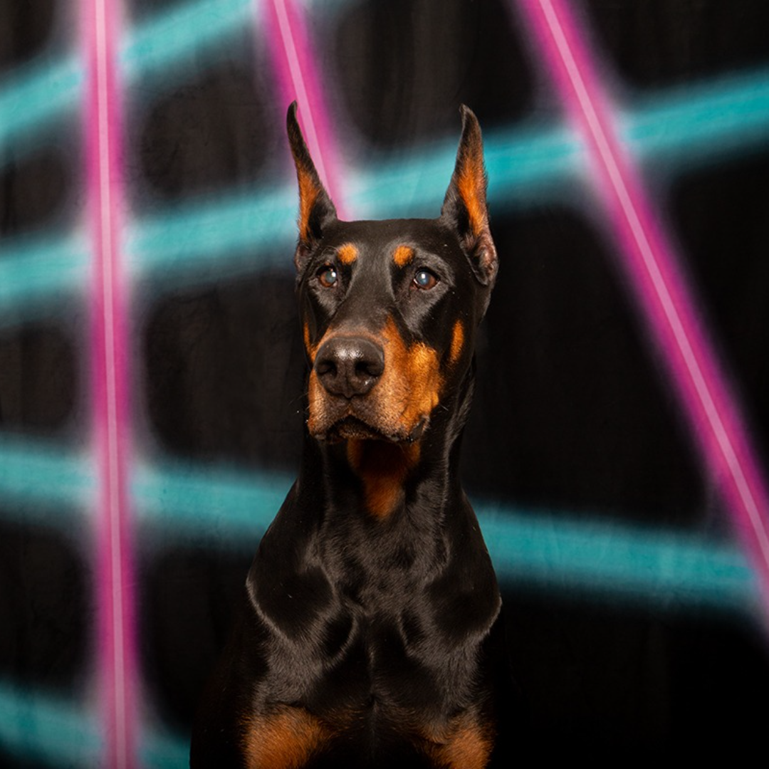 Pet Valu Shawnessy Retro Rewind Portraits May 2