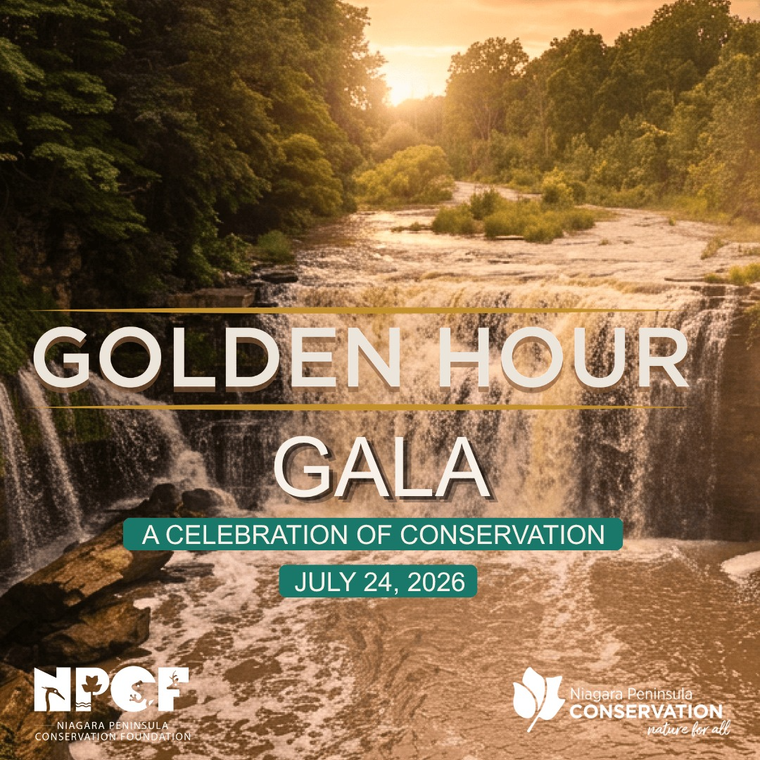 Golden Hour Gala