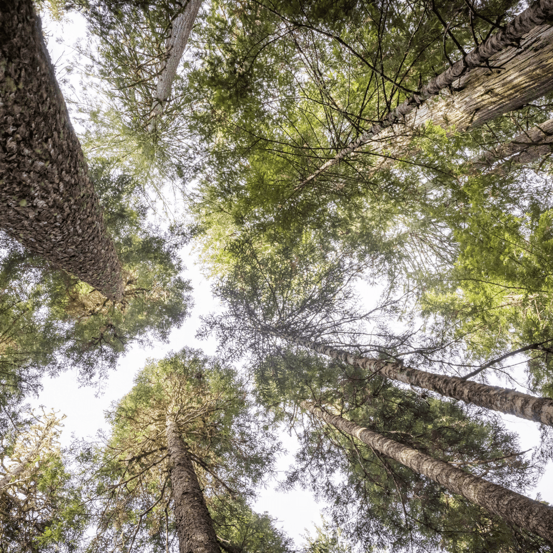 The Nature of Well Being | Monica Sander Burns
