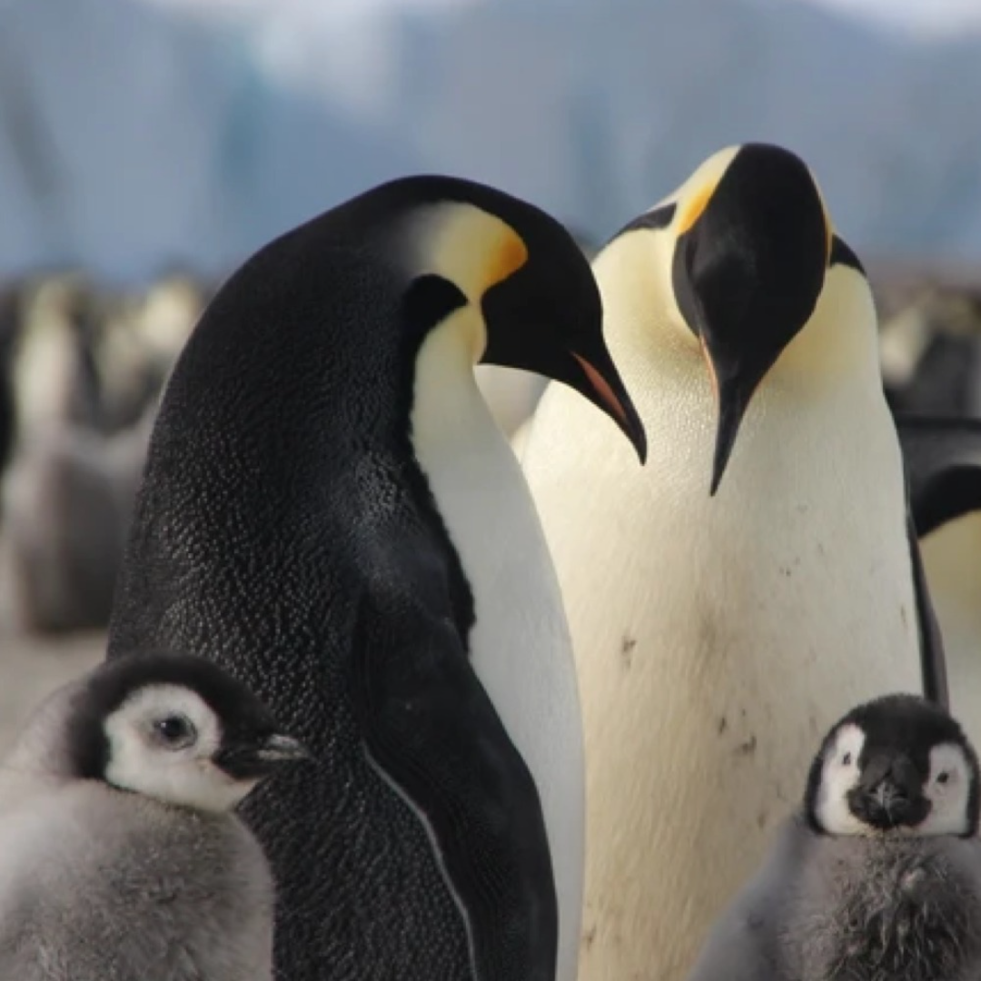 National Geographic LIVE: Dr. Heather Lynch - Penguins of Antarctica