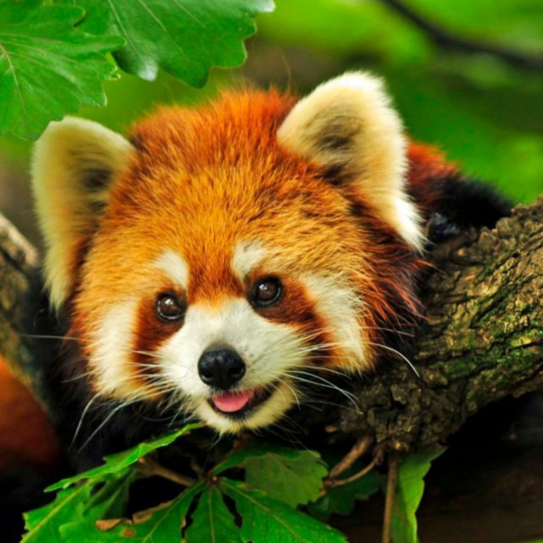 Skip the Line: Daily Admission at Woodland Park Zoo Ticket - Woodland