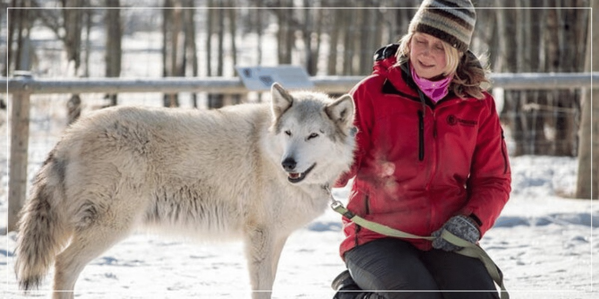 Yamnuska Wolfdog Sanctuary Walk Ticket in Canada Yamnuska