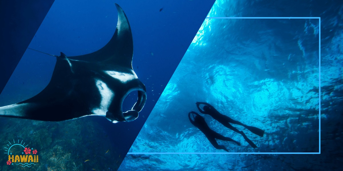 Big Island Manta Ray Night Snorkel Hang Loose Boat Tours