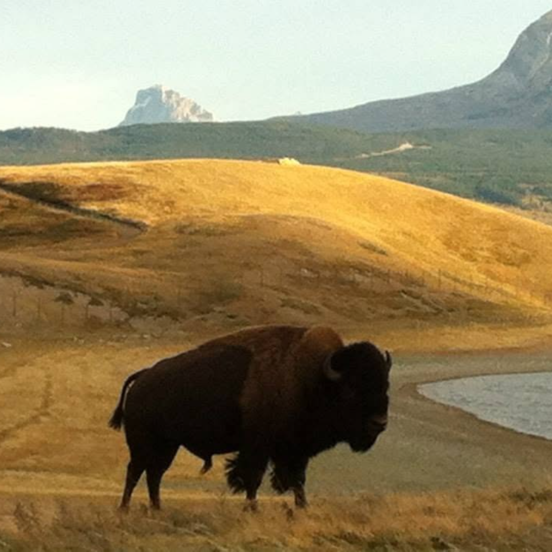 Bison Symposium