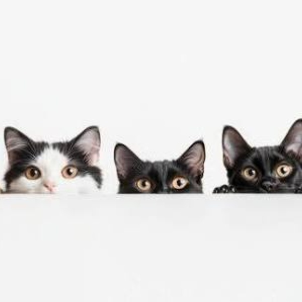 KITTEN THERAPY!