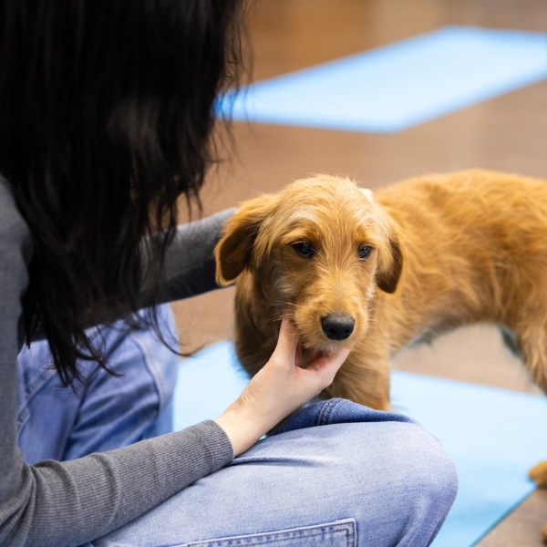 Puppy Yoga