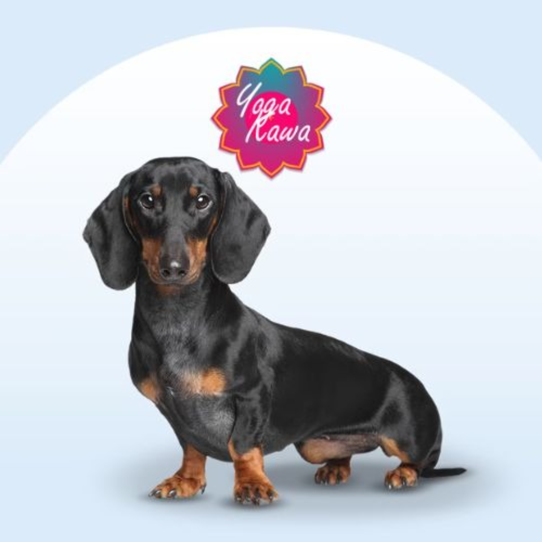 Puppy Yoga by Yoga Kawa Toronto Dachshund Puppies