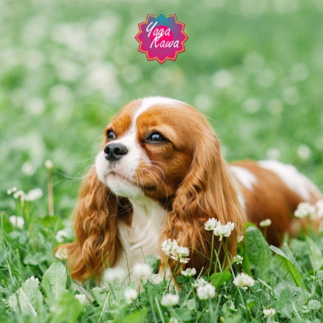 Cavalier King Charles Spaniel Puppy Yoga in Mississauga