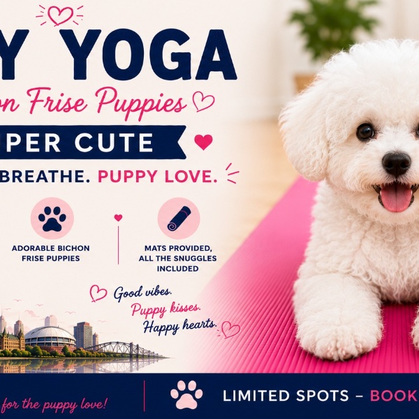 Bichon Frise Puppy Yoga in Vaughan