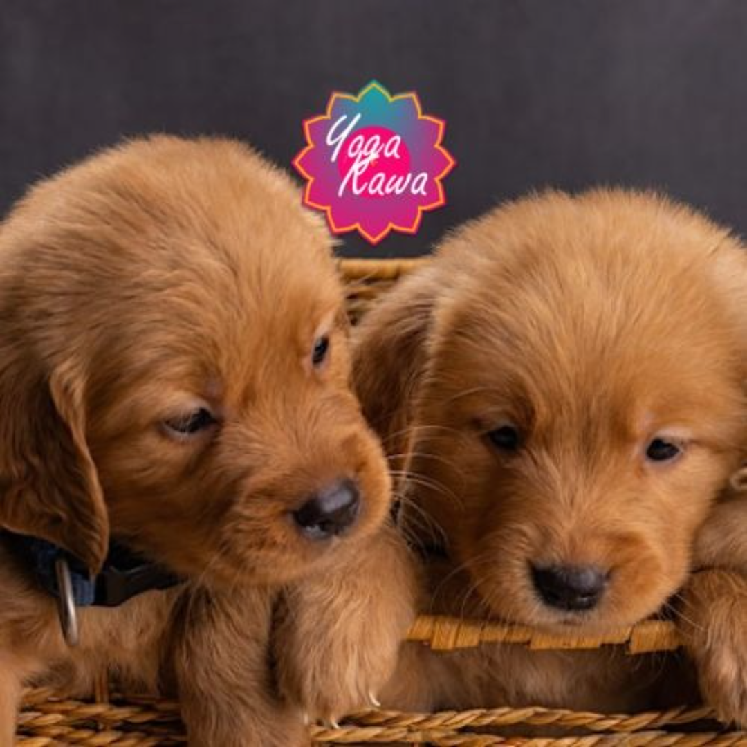 Puppy Yoga by Yoga Kawa Mississauga with Golden Retriever