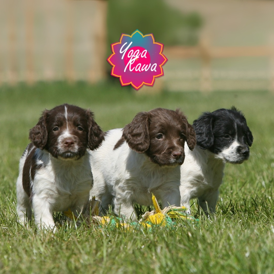 Puppy Yoga by Yoga Kawa Toronto Springer Spaniel Puppies