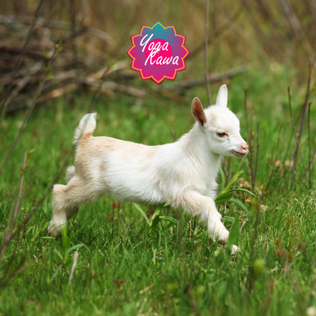 Goat Yoga by Yoga Kawa Markham